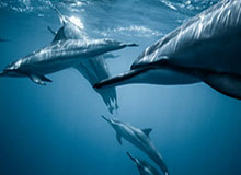 乐鱼官网-浓眉正式成为自由球员 湖人送上多个选项任其挑选